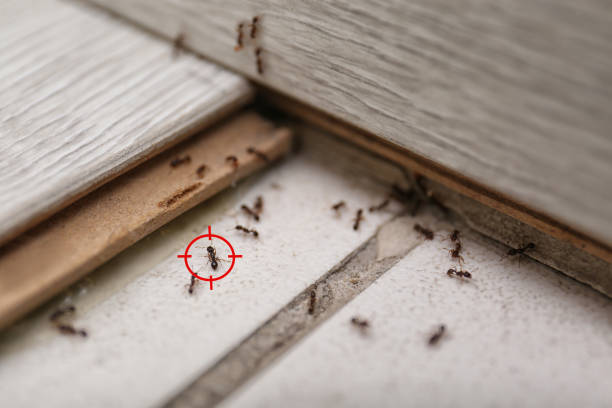 Best Insect Control  in Riley, KS