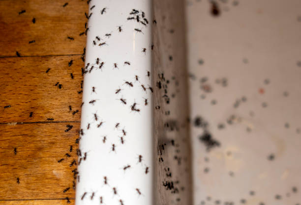 Best Insect Control  in Riley, KS
